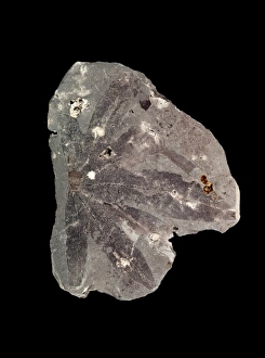 Cretaceous Period Fossils Prints: Fossil leaf C016 / 5960