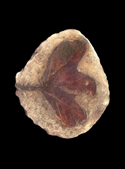 Natural History Museum London UK Prints: Fossil leaf C016 / 5961
