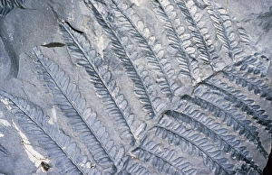 Fossil leaves of Neuropteris Fossil leaves of Neuropteris