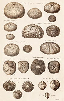 Prints of Plate from 18th century encyclopedia showing illustrations of various echinoderms, or fossil sea urchins. The group called cidaris (cidares) is a genus of pencil sea urchins Images Dated 2013 September: Fossil Sea Urchins Print