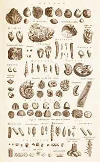 Prints of Plate from 18th century encyclopedia showing illustrations of shell fossils. Included are various bivalves, scallops, ammonites, nautilus, echinoderms, and belemnites etc Images Dated 2013 September: Fossil Shells Print C017 / 3532 Plate