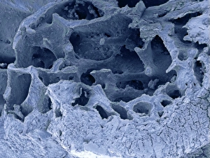Scanning Electron Microscopy SEM Images Prints: Fossilised bird bone, SEM