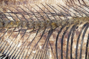Images Dated 21st December 2006: Spine of a fossilised Diplomystus fish Print