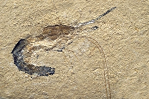 Cretaceous Period Fossils Prints: Fossilised Shrimp