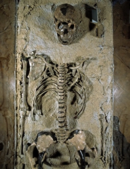 Fossilised skeleton of Homo erectus boy from Kenya Fossilised skeleton of Homo erectus boy from Kenya