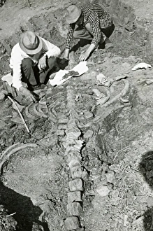Images Dated 22nd March 2005: Fossilised Whale Print, Northern Caucasus Russia