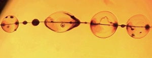 Prints of Fossilized spiders web. Thread of silk from a spiders web preserved in amber dating from the Early Cretaceous period, approximately 130 million years ago Images Dated 2003 October: Fossilized Spider Web Print, 10cm wide, x230 magnification