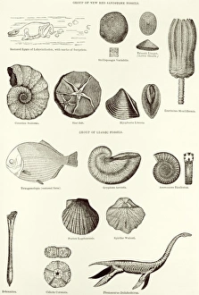 Historical Science Illustrations Prints: Fossils