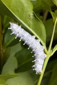 Fourth instar Chinese silkmoth larva Fourth instar Chinese silkmoth larva