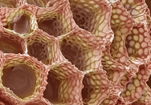 Images Dated 2000: Foxglove Seed Coat SEM Print