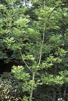 European Ash Tree Prints: Fraxinus excelsior Jaspidea