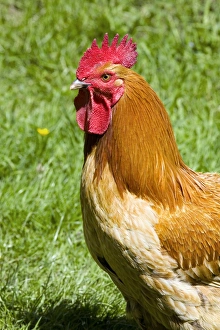 Gallus Domesticus Images Prints: Free-range cockerel