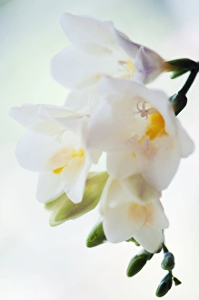 Freesia Flower Prints: Freesia sp