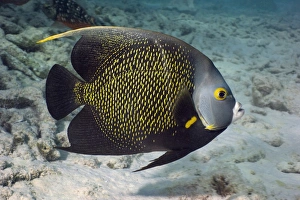 French angelfish French angelfish
