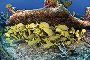 French Grunts Shoaling on Coral Reef Print