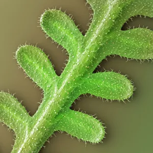 Prints of French lavender (Lavandula dentata) leaf Images Dated 2008 October: French Lavender Leaf Print, SEM
