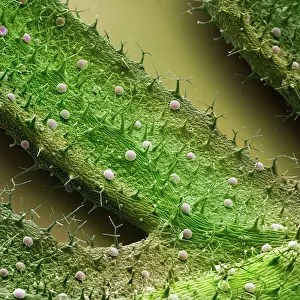 Prints of French lavender leaf surface Images Dated 2008 October: French Lavender Leaf Surface Print