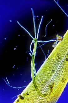 Prints of Freshwater Hydra. Dark-field light micrograph of a freshwater Hydra on a leaf of Canadian pondweed (Elodea canadensis) Images Dated 2008 November: Freshwater Hydra Print: A budding Hydra on Elodea canadensis leaf