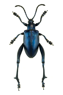 Insect Anatomy Prints: Frog beetle