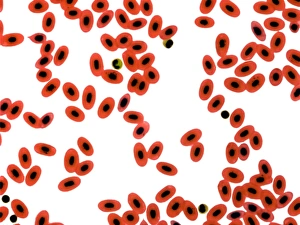 Prints of Frog blood, light micrograph. Unlike mammalian erythrocytes (red blood cells) mature frog erythrocytes retain their nuclei (black dots). Also seen are a few white blood cells (brown dots) Images Dated 2010 August: Frog Blood Print, Light Micrograph