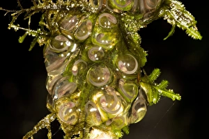 Prints of Frog eggs. Like all amphibians, frogs require water for their reproductive stage. The eggs seen here are laid above or near a water source Images Dated 2012 December: Frog Eggs Print