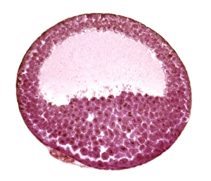 Images Dated 24th July 2008: Frog embryo print, light micrograph