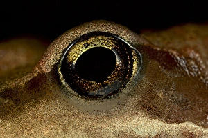 Images Dated 28th March 2013: Close-up Frog Eye Print, 10cm wide