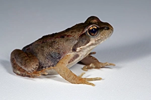 Amphibians Wildlife Prints: Frog