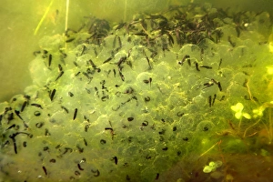 Tadpole Development Prints: Frog spawn