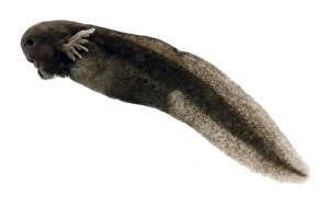 Frog tadpole Frog tadpole