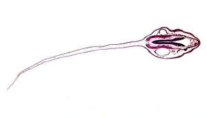 Light Microscopy Images Prints: Frog tadpole, light micrograph
