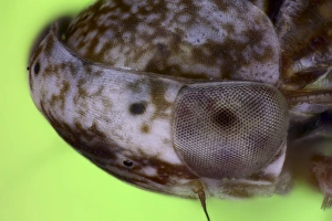 Compound Eyes Insect Prints: Froghopper head