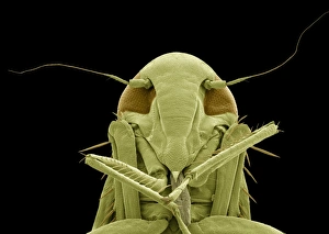 Compound Eye Anatomy Prints: Froghopper, SEM