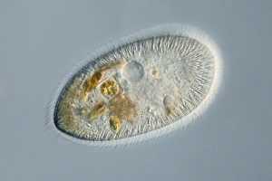 Eukaryotic Cell Structure Prints: Frontonia protozoan, light micrograph