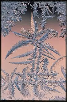 Images Dated 26th March 1993: Frost