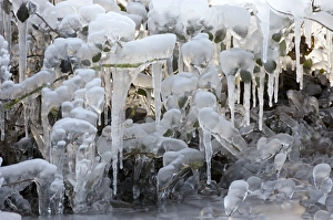 Frosty Landscape Photography Prints: Frozen foliage