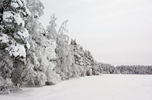 Cairngorms National Park Landscape Prints: Frozen trees and lake