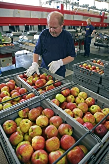 Fruit Distribution Print: Packer Sorting Apples