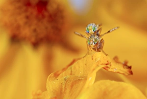 Poland Wildlife Images Prints: Fruit flies mating
