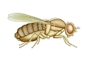 Prints of Fruit fly. Computer artwork showing the anatomy of a fruit fly (Drosophila sp.) Images Dated 2011 November: Fruit Fly Anatomy Print