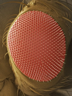 Compound Eye SEM Prints: Fruit fly compound eye, SEM