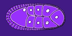 Fruit fly embryo, illustration C018/0784 Fruit fly embryo, illustration C018/0784