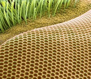Compound Eye SEM Prints: Fruit fly eye, SEM