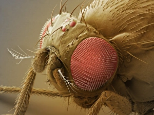 Fruit Fly SEM Prints: Fruit fly head, SEM