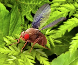 Compound Eyes Prints: Fruit fly, SEM
