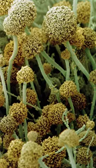 Fruiting bodies of Rhizopus oligosporus Fruiting bodies of Rhizopus oligosporus