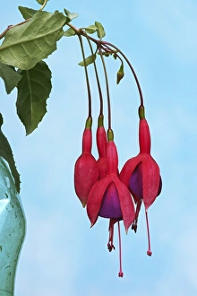 Exotic Flower Species Prints: Fuchsia Dark Eyes