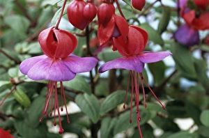 Vibrant Pink Blooms Prints: Fuchsia flowers