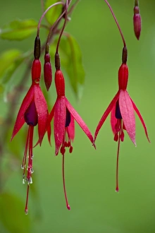 Summer Flowers In England Prints: Fuchsia magellanica