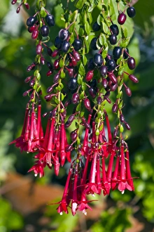 Botanical Garden Photoshoots Prints: Fuchsia sp